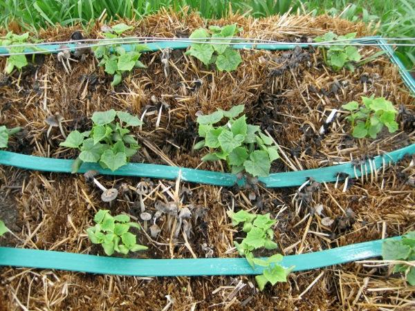 What is an easy way to grow potatoes?